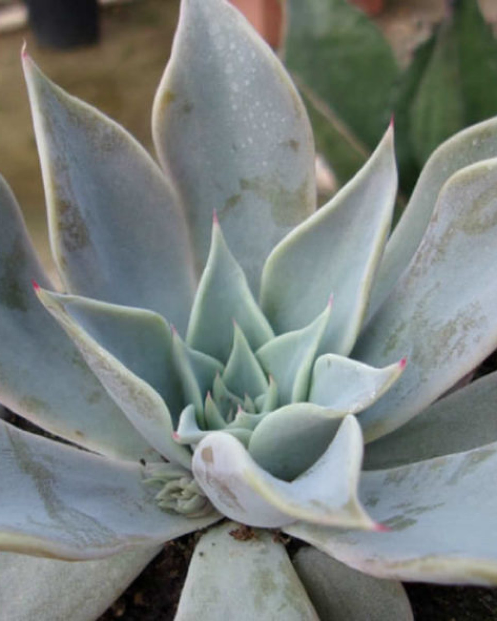 Echeveria cuspidata