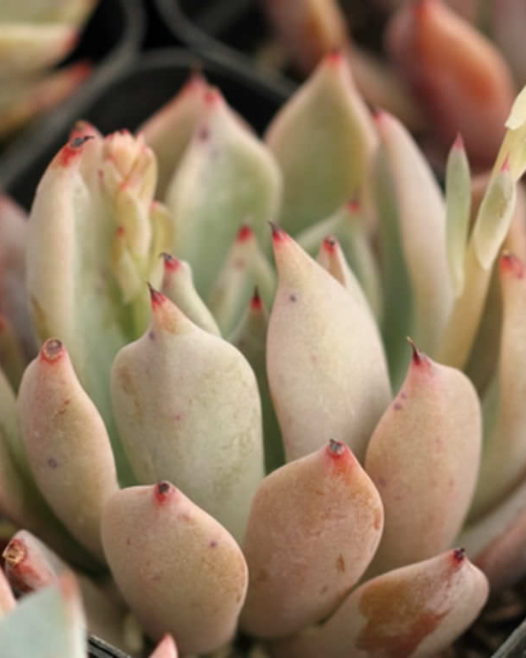 Echeveria cuspidata var. zaragozae