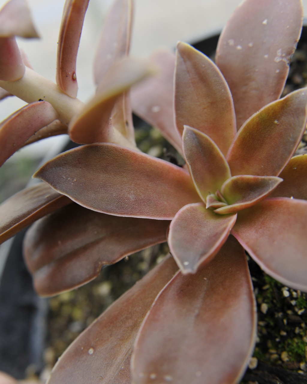 Echeveria dactylifera