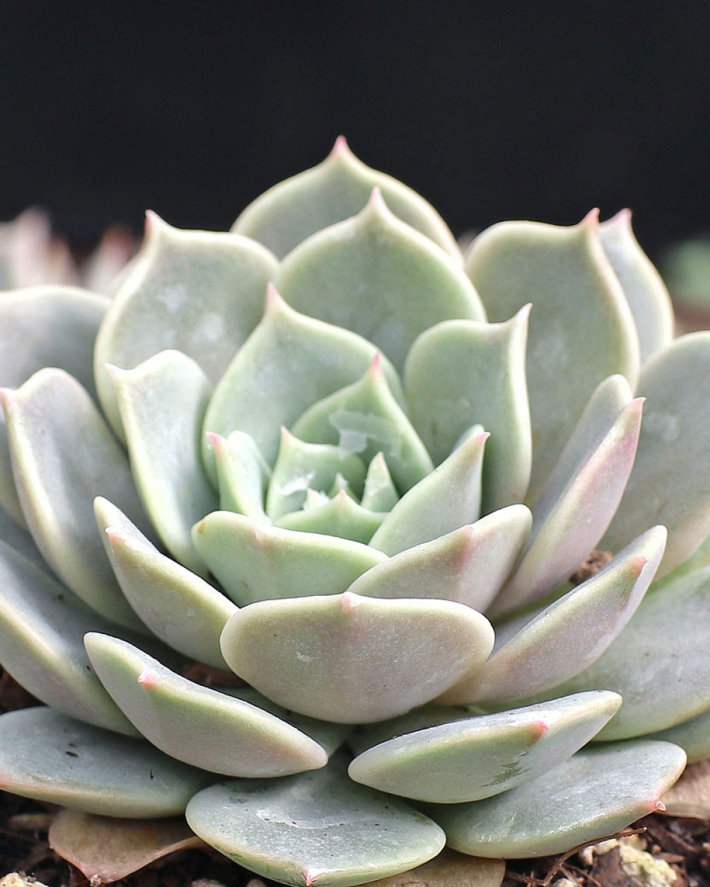 Echeveria 'Derenceana'