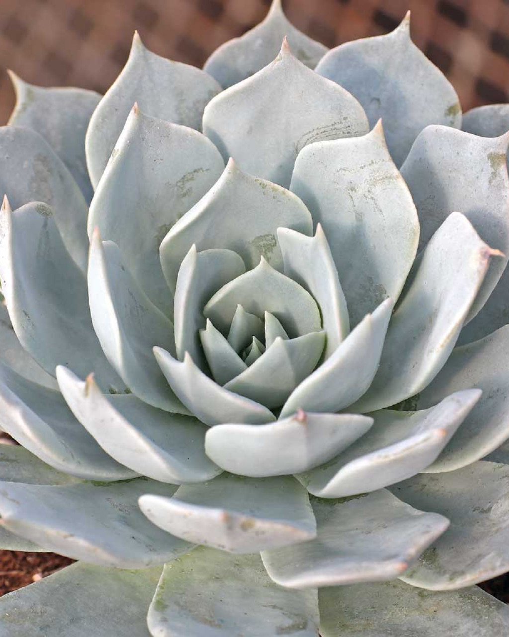 Echeveria desmetiana