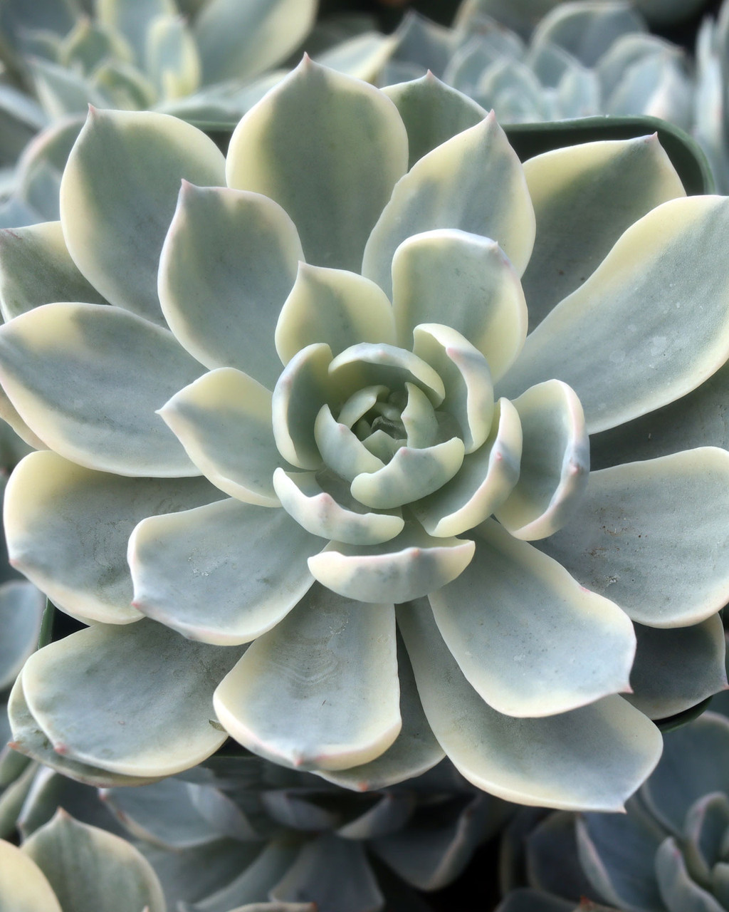 Echeveria desmetiana 'Variegata'
