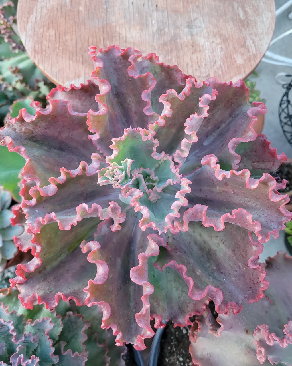 Echeveria 'Dick's Pink'