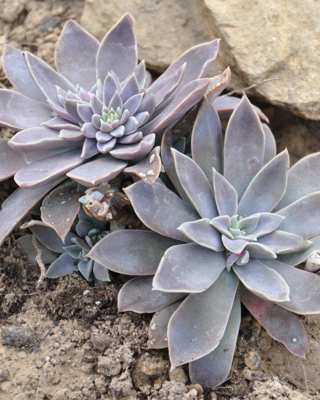 Echeveria diffractens