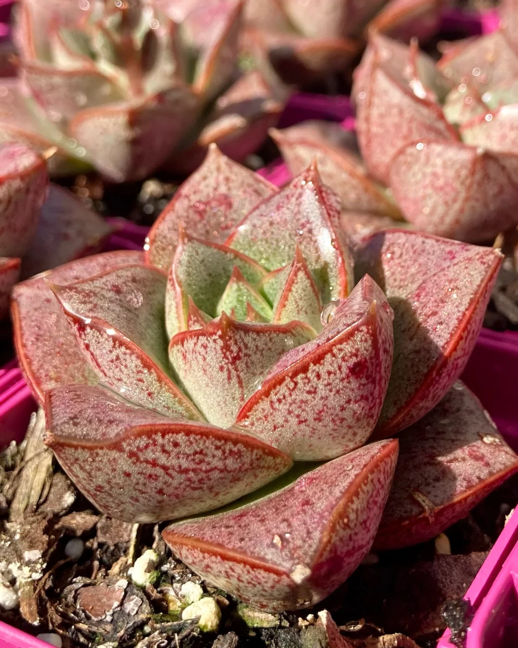Echeveria 'Dionysos'