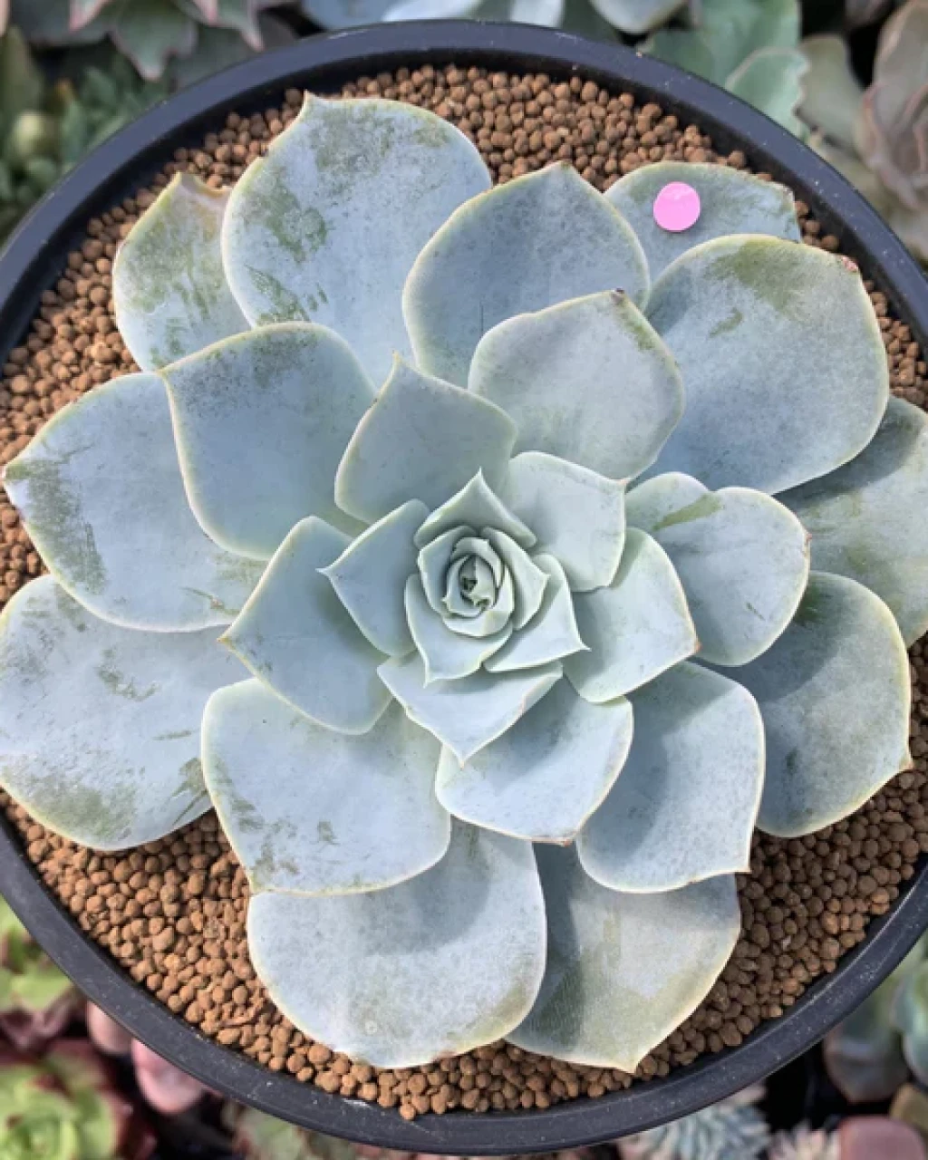 Echeveria 'Domingo'