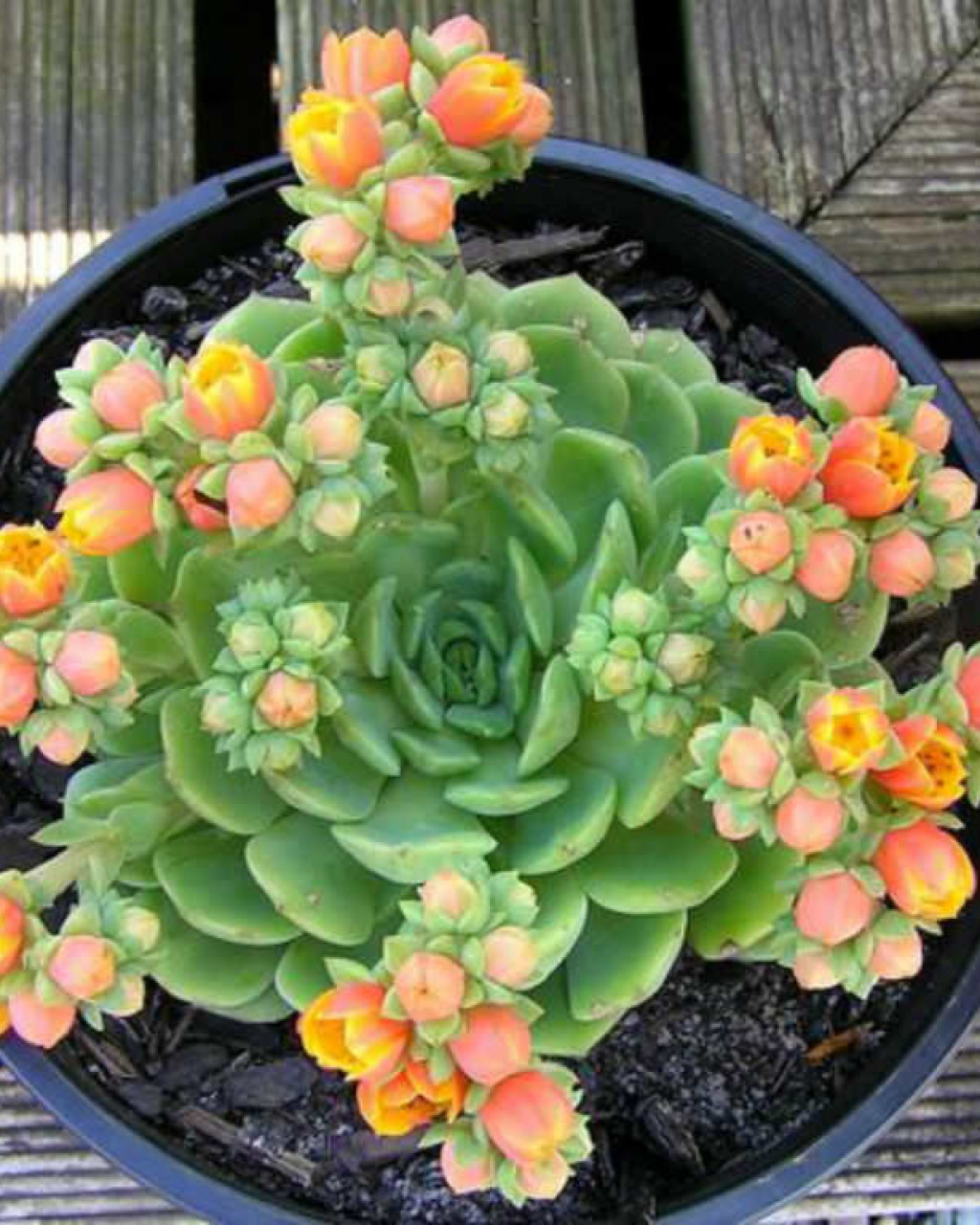 Echeveria 'Dondo'