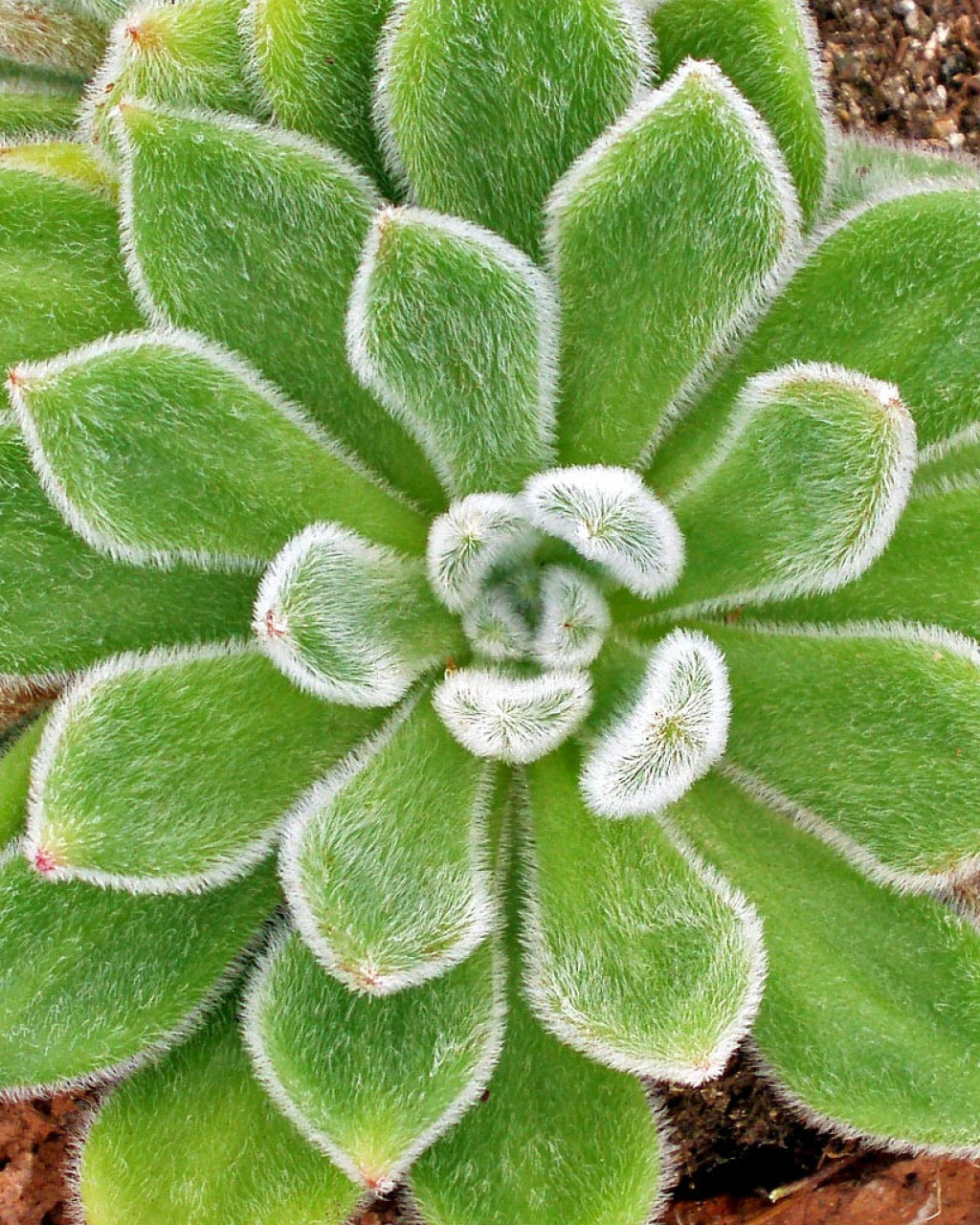 Echeveria 'Doris Taylor'