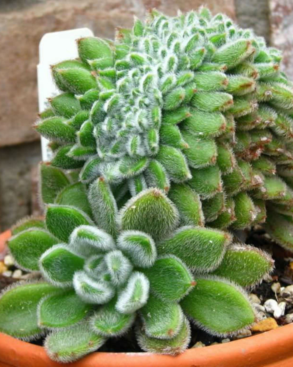 Echeveria 'Doris Taylor Cristata'