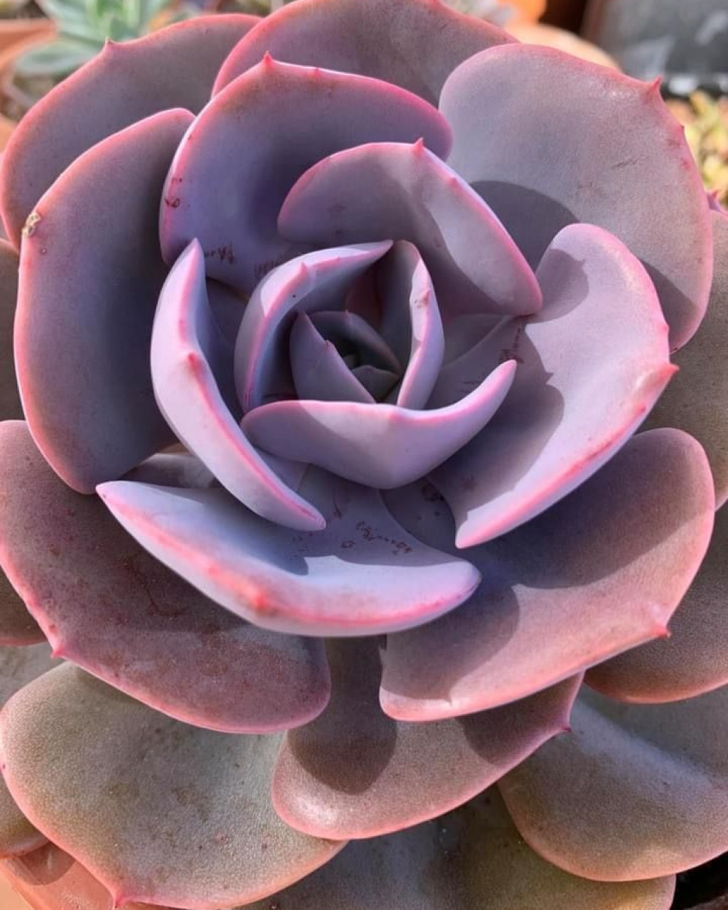 Echeveria 'Dusty Rose'