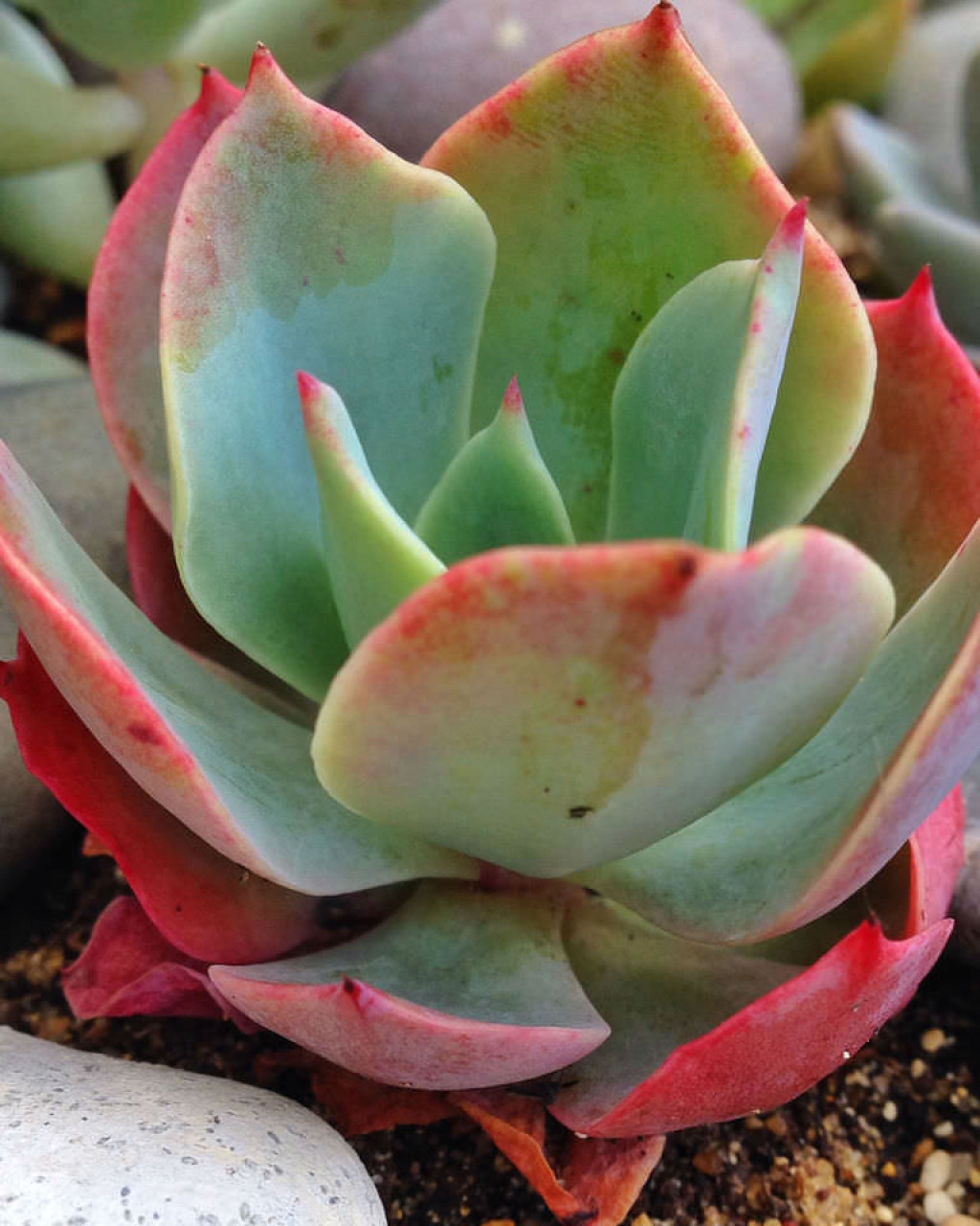 Echeveria 'Ed Hummel'