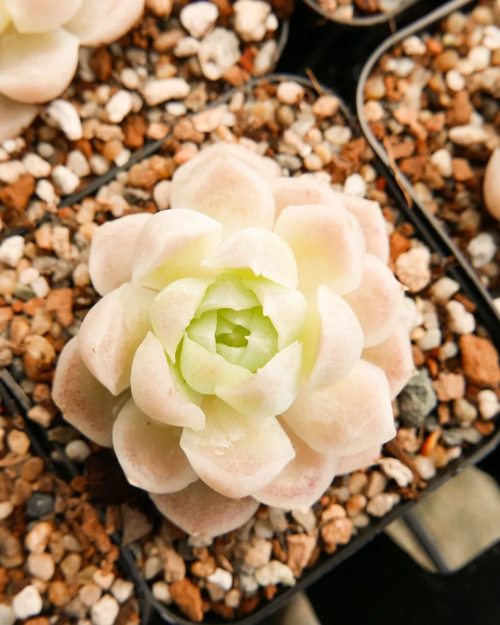 Echeveria elegans 'Alba'