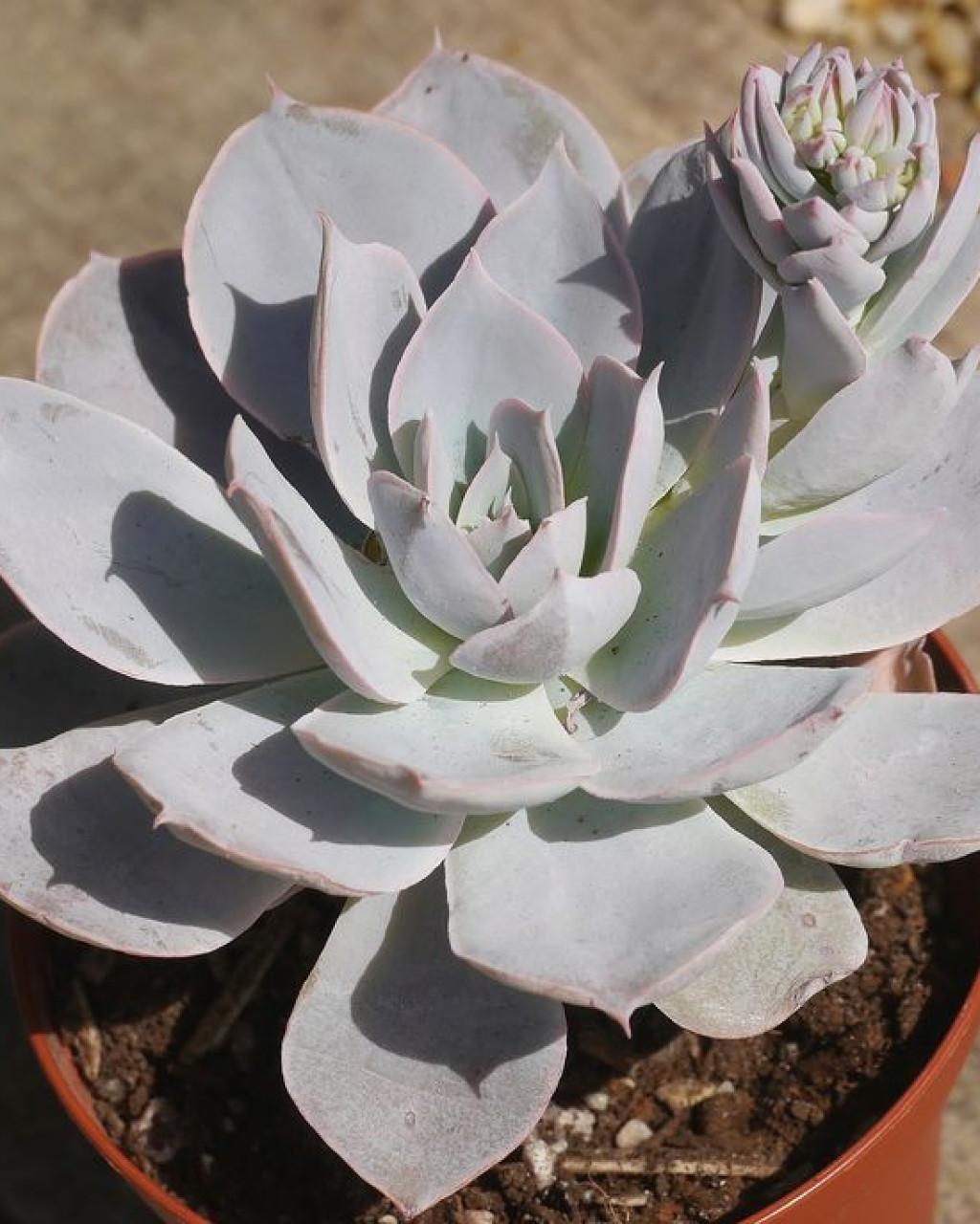 Echeveria 'Encantada'