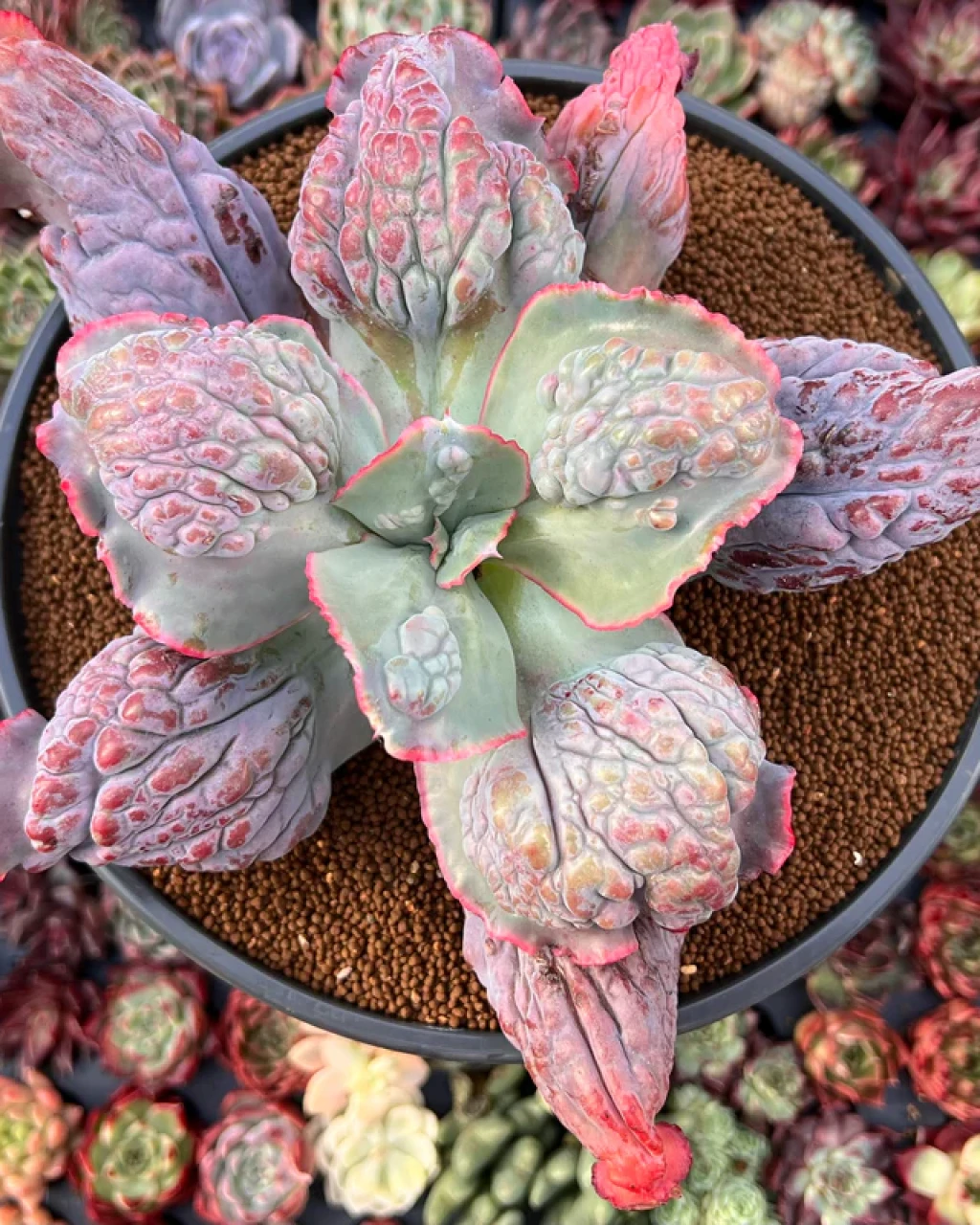 Echeveria 'Etna'
