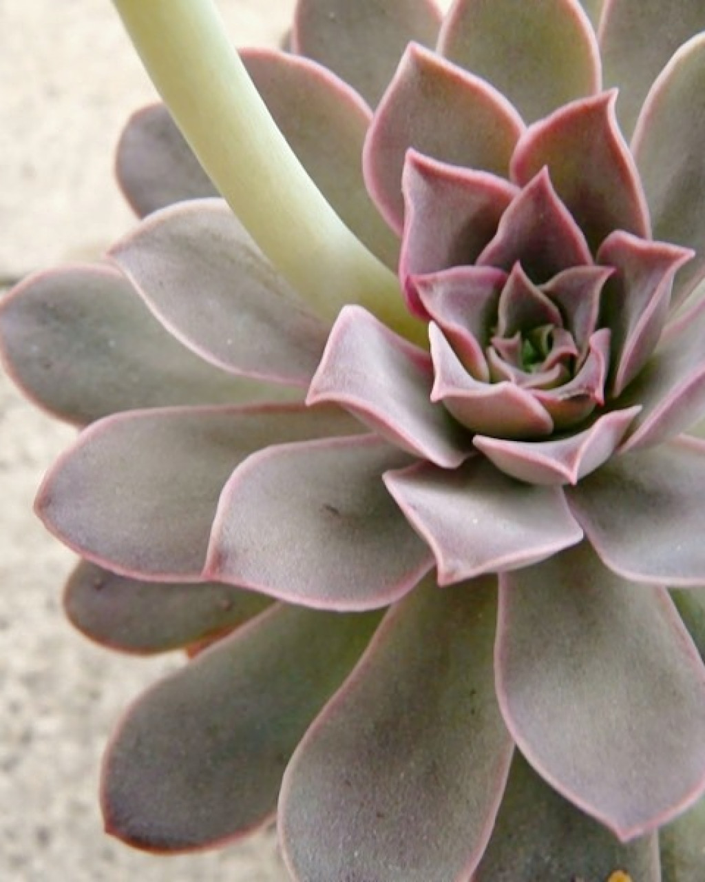 Echeveria eurychlamys