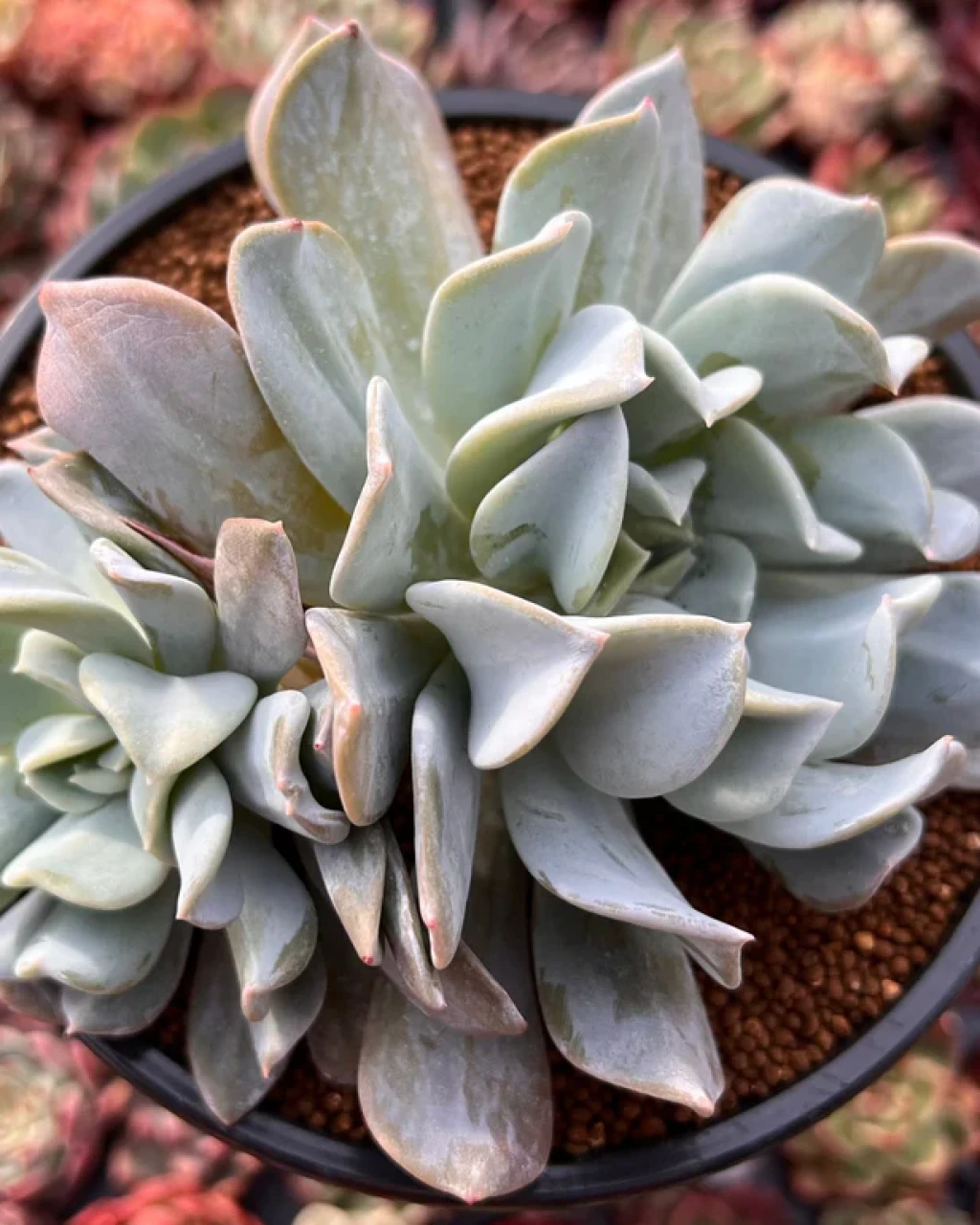 Echeveria 'Exotic Crested'