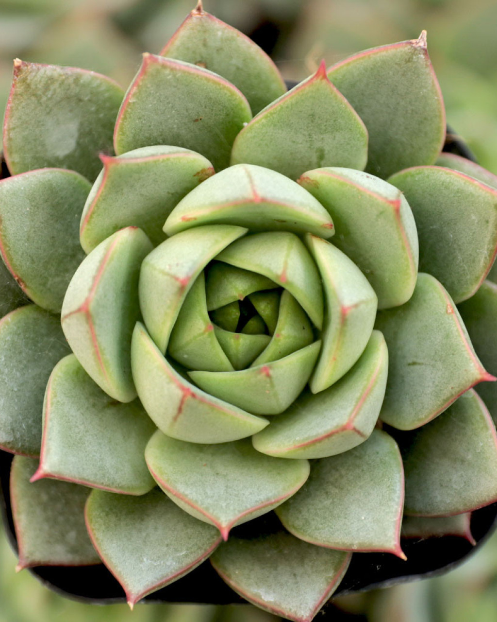 Echeveria 'Fabiola'