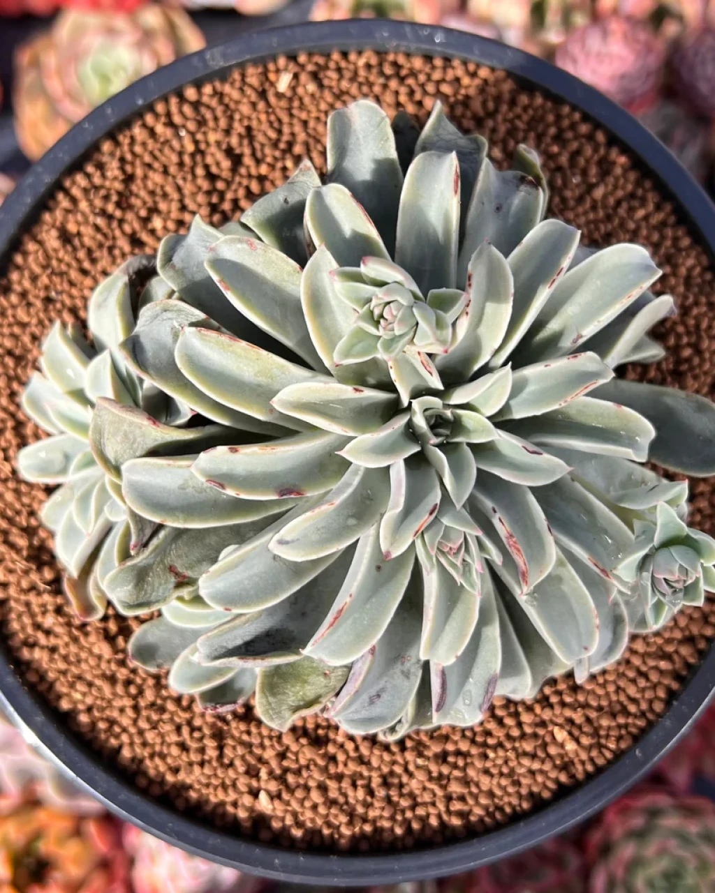 Echeveria 'Fantastic Fountain'