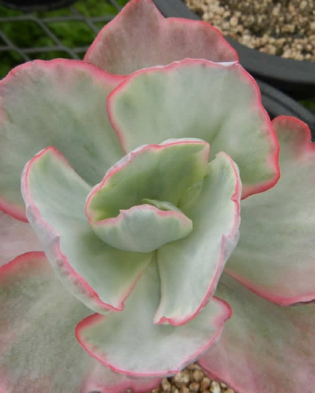 Echeveria 'Flying Cloud'