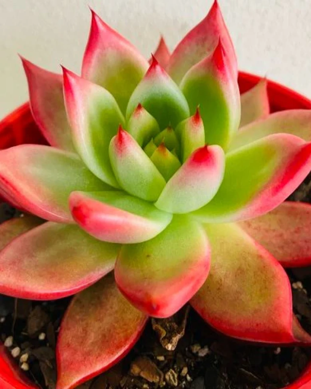Echeveria 'Frank Reinelt'