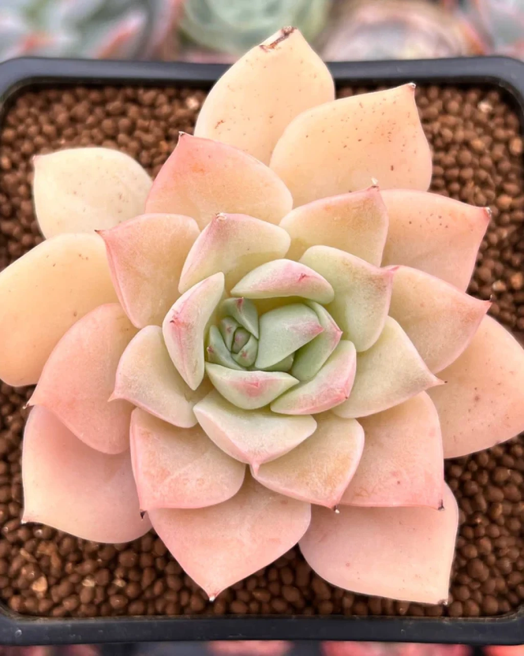 Echeveria 'Fun Queen'