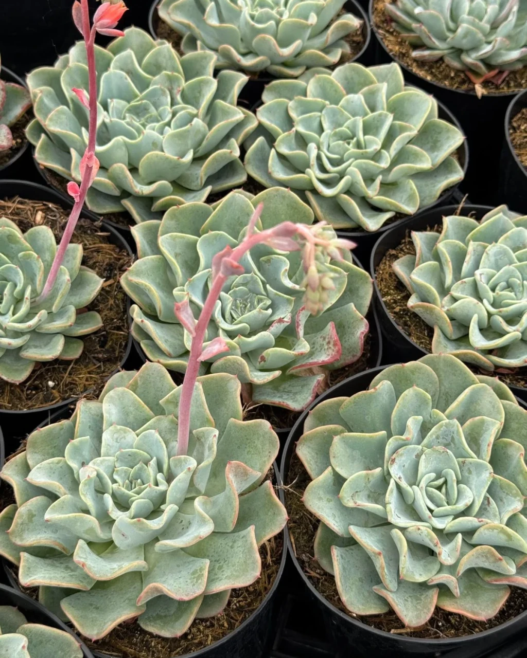 Echeveria 'Galaxy Blue'