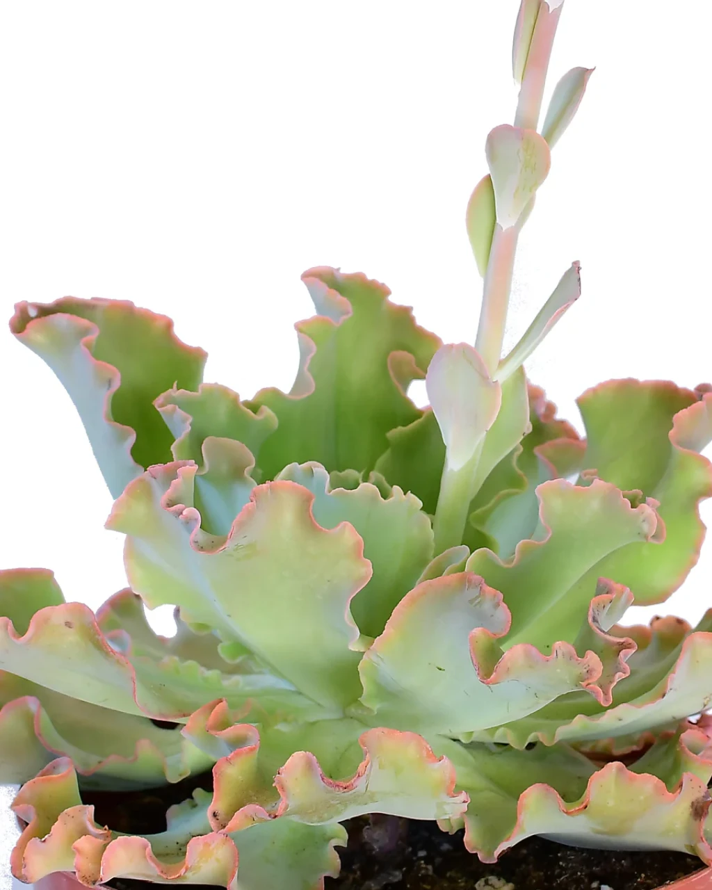 Echeveria gibbiflora