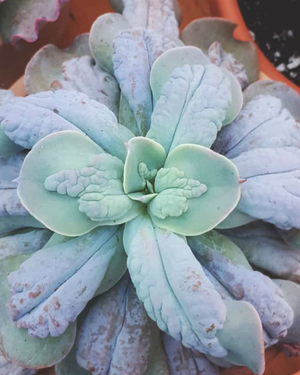 Echeveria gibbiflora 'Carunculata'
