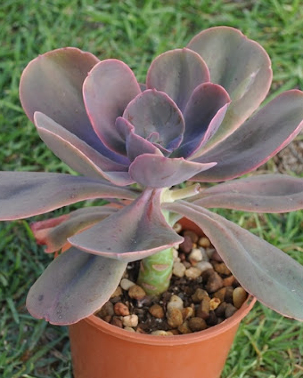 Echeveria gibbiflora 'Metallica'