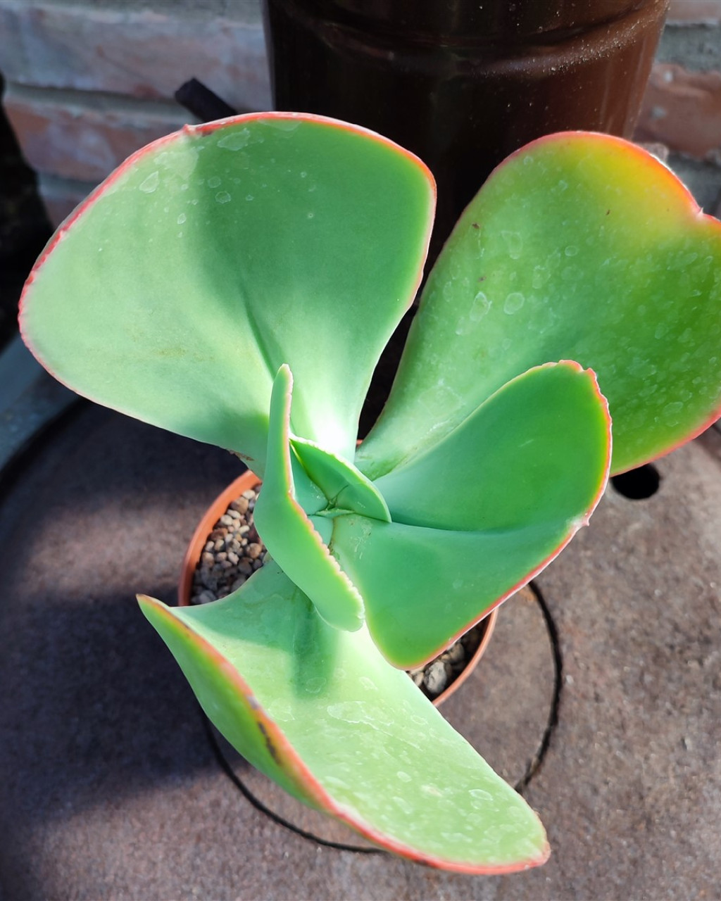 Echeveria gigantea