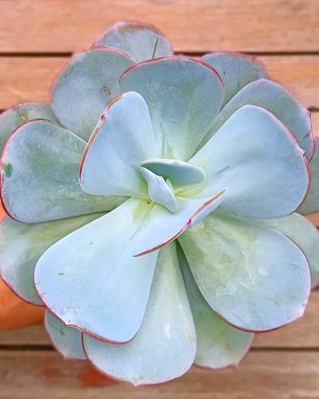 Echeveria 'Gila'