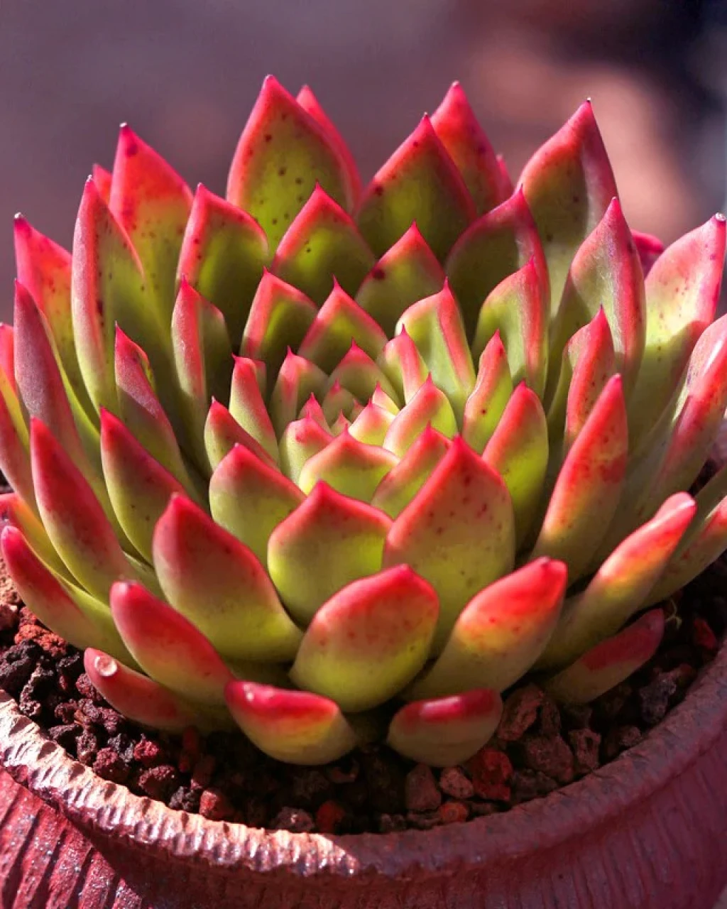 Echeveria 'Gilva Red'