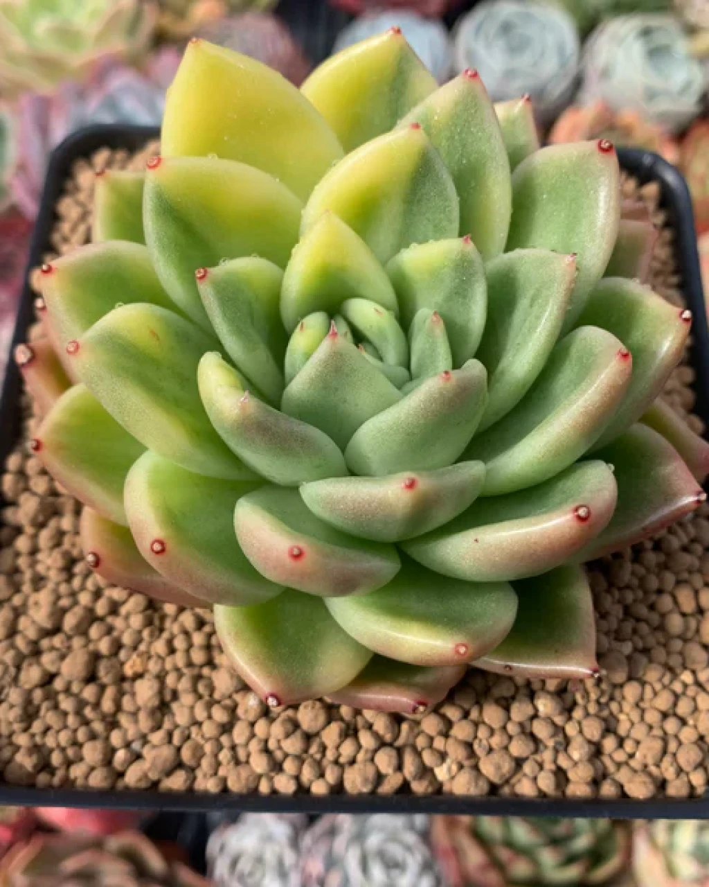 Echeveria 'Gilva Variegata'