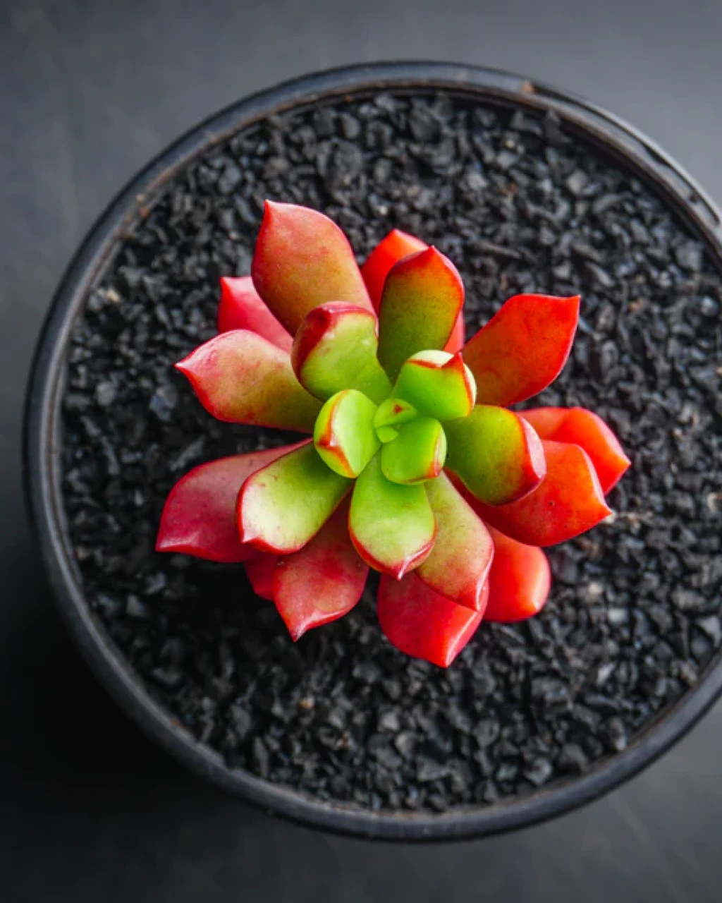 Echeveria globuliflora