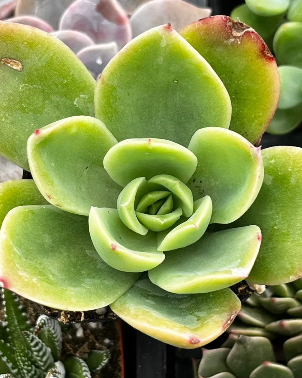 Echeveria 'Golden Glow'
