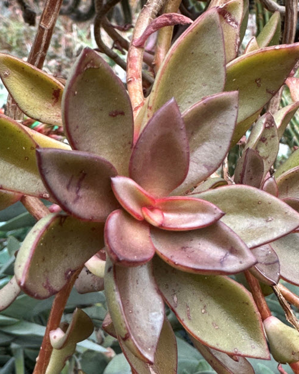 Echeveria goldmanii