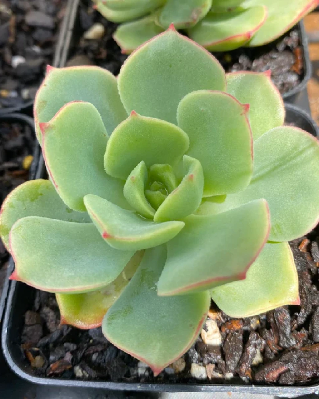 Echeveria 'Graessneri'
