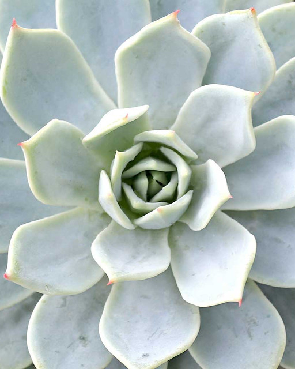 Echeveria 'Green Abalone'