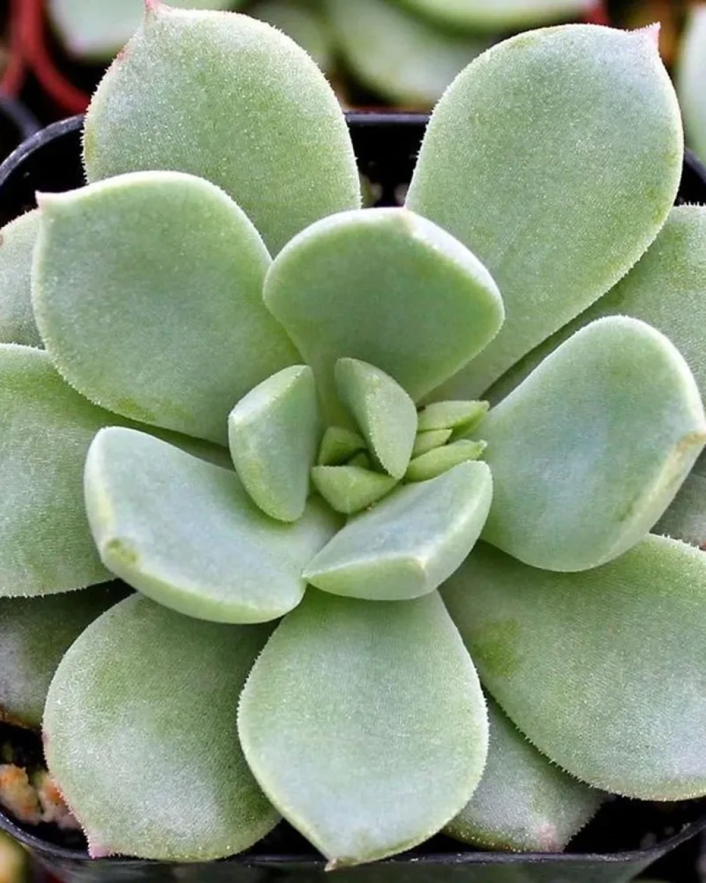 Echeveria 'Haageana'