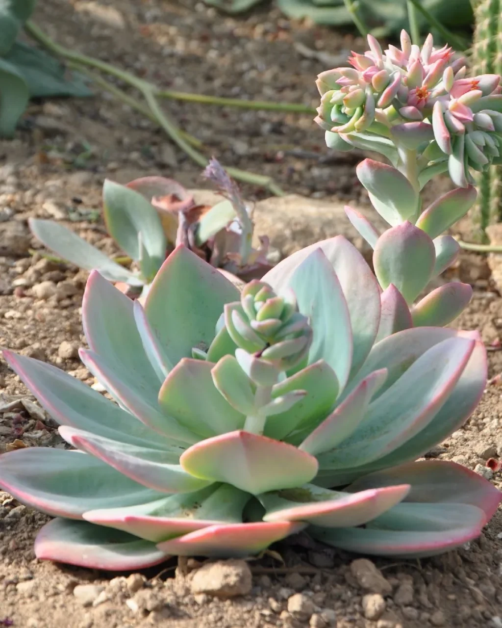 Echeveria 'Hakuhou'