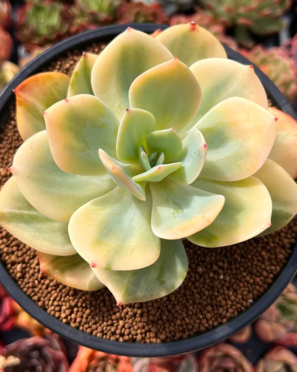 Echeveria 'Hakuhou' Variegated