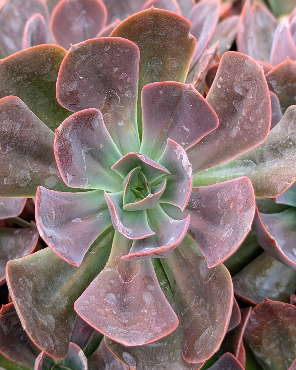 Echeveria 'Hanaikada'
