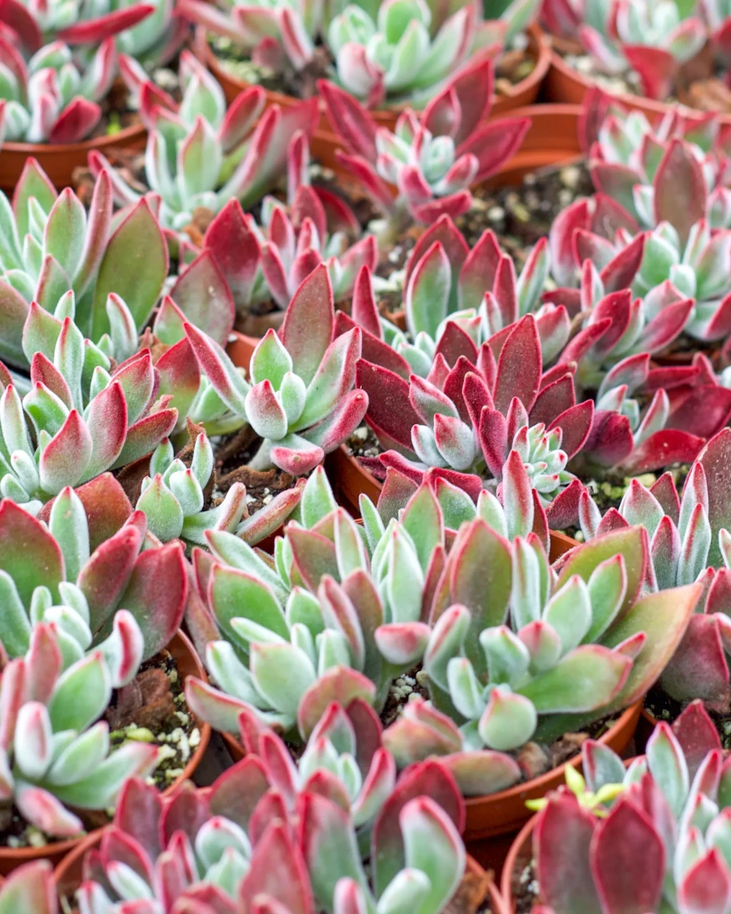 Echeveria harmsii 'Ruby Slippers'