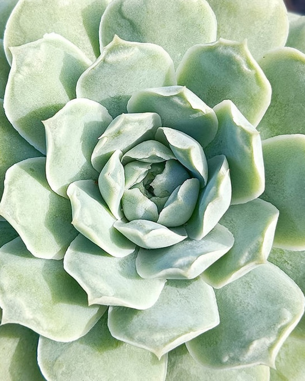Echeveria 'Heart's Choice'