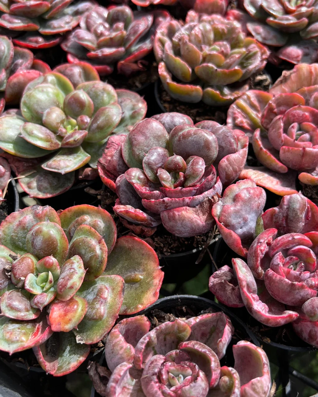 Echeveria 'Heart's Delight'