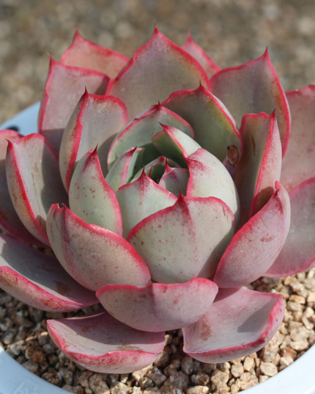 Echeveria 'Hera'