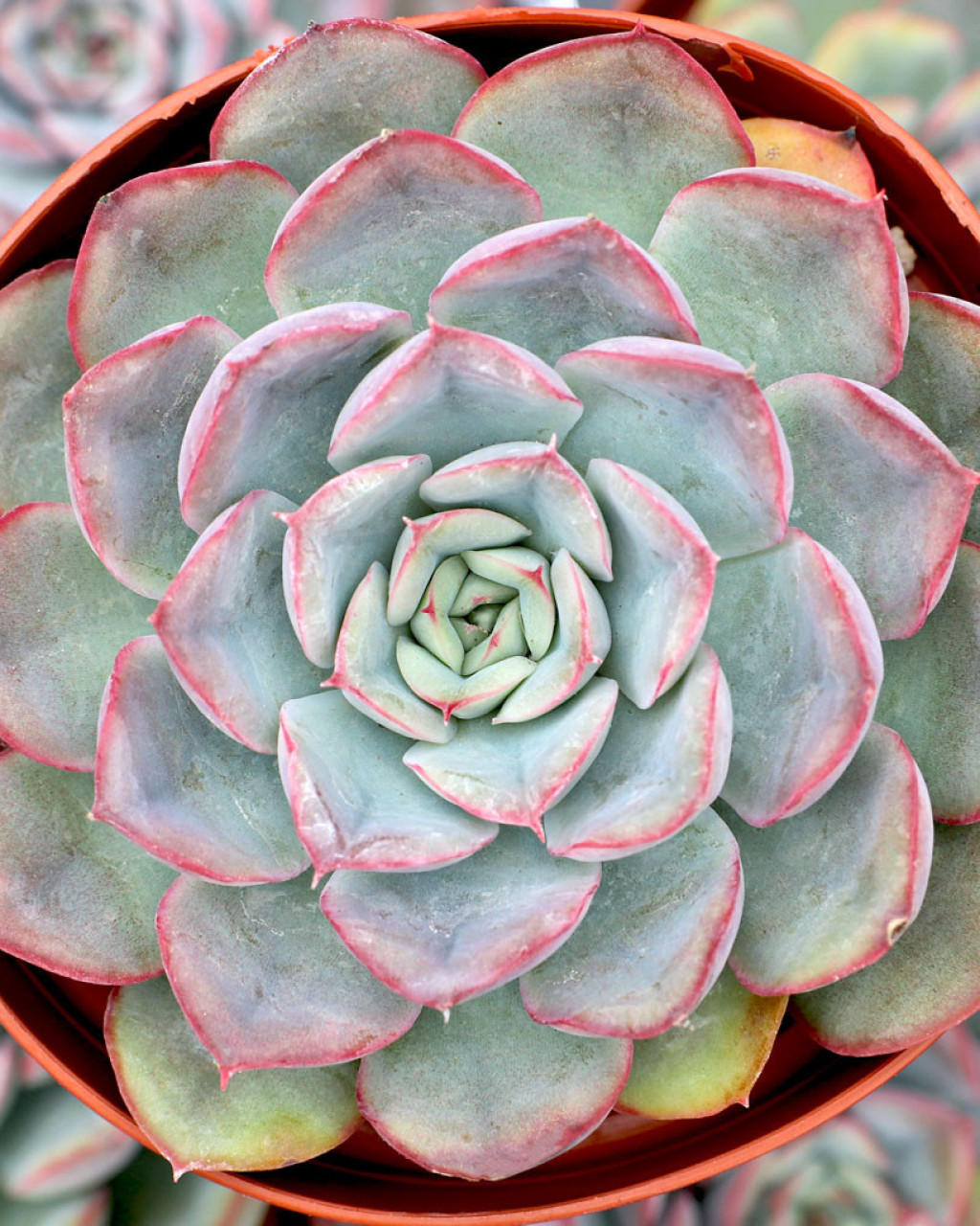 Echeveria 'Hercules'