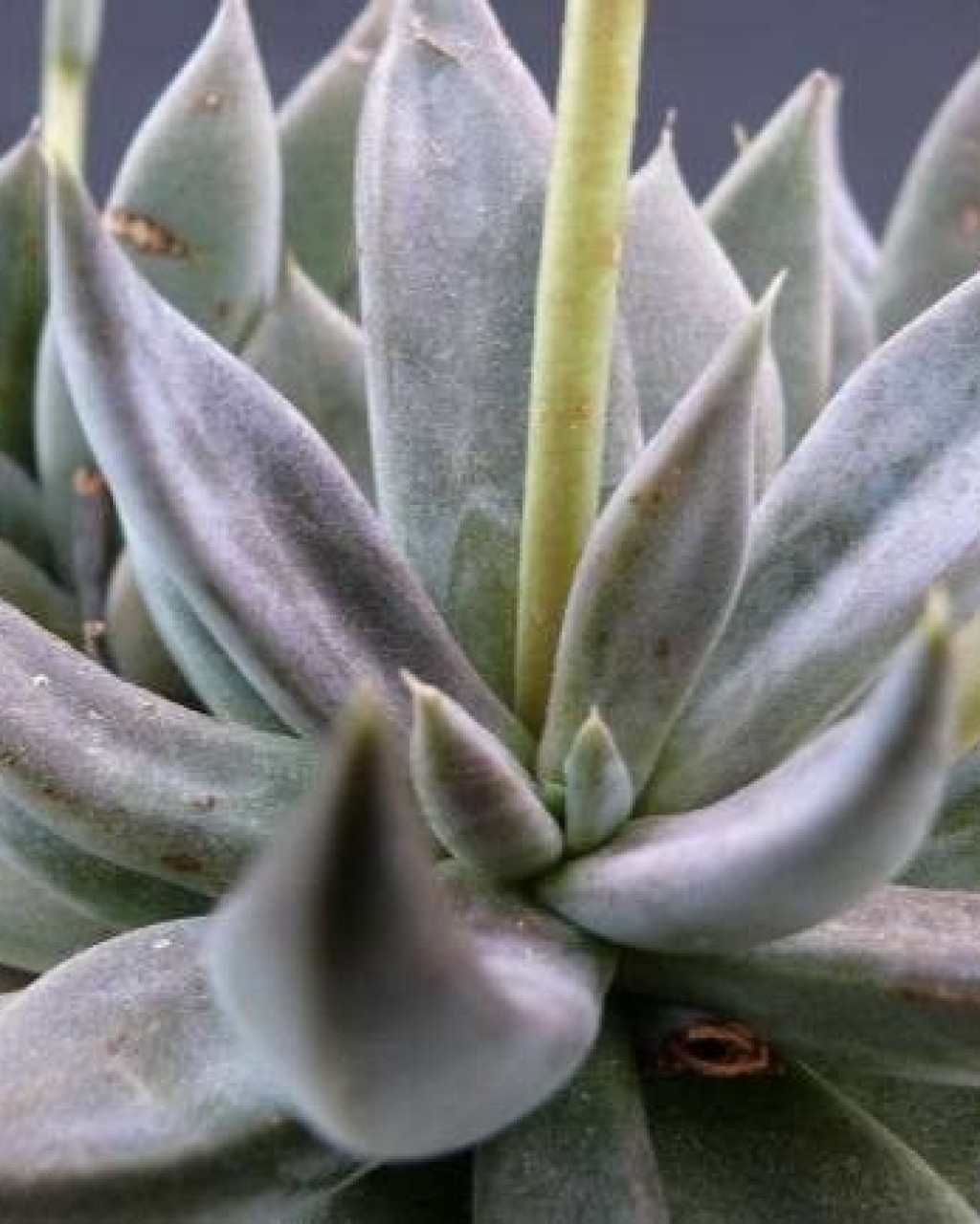 Echeveria humilis