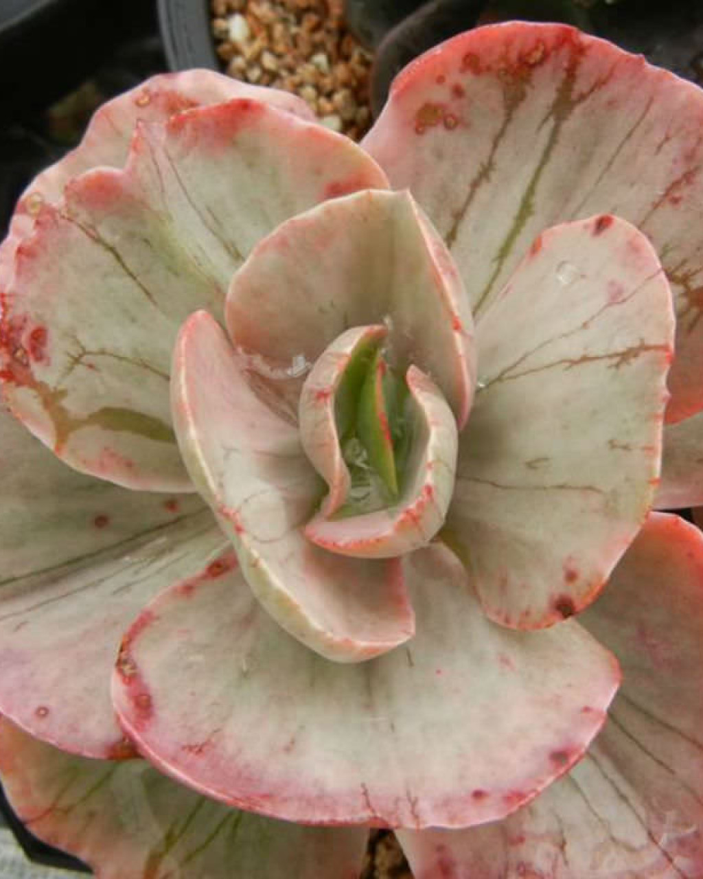Echeveria 'Ice Age'