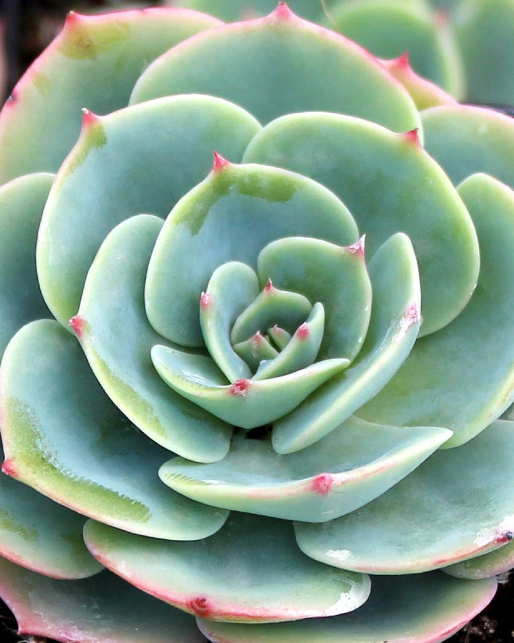 Echeveria 'Imbricata'